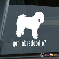 Labradoodle