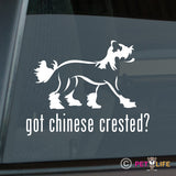 Got Chinese Crested Sticker