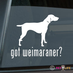 Weimaraner