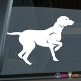 Weimaraner Sticker